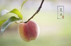 温州夏至吃什么传统食物 温州夏至美食有哪些