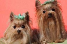 婆婆和儿媳妇属相相冲怎么办 有化解办法吗