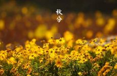 国家开放大学被国家认可吗（开放大学和成考哪个好）