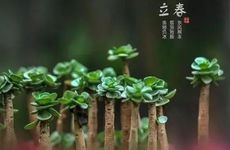 2024打春是不是不能出门 立春不能出门的原因是什么