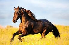 属马路旁土命好不好 属马路旁土命姻缘