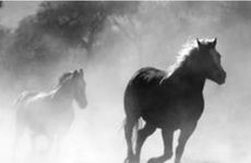 属马的贵人属相 属马2022命中贵人是什么属相