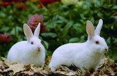 1999年属兔姻缘在哪年 1999年属兔人的姻缘在哪年出现