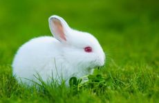 1987年属兔在35岁后享福 1987年属兔人在43岁后财运