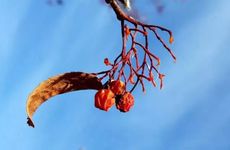 今年立冬是几月几日2022 立冬节气的由来和意义又是什么