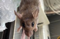 属虎属鼠能否婚配