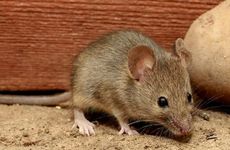 2008年属鼠一生三大劫难