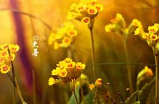 追求这些生肖女，只会沦为备胎