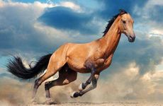 2025年属马的大忌