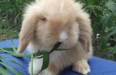 1987年属兔人的最佳婚配属相 1987属兔的和什么属相最配