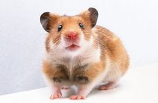 梦见肥皂是什么意思