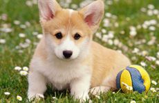 属狗人2025年10月运程好吗