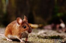 给属鼠男挑礼物注意什么