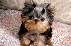 1982年属狗人40岁过后大富大贵 属狗2023年有大喜缠身