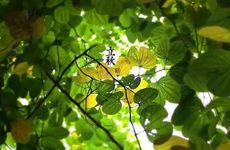 梦见斩杀大蛇是吉是凶