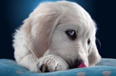 属狗人2024年3月贵人运高低起伏较大