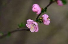 梦见许多鱼什么征兆