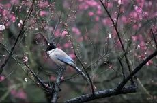 立春出生的人命运如何2024年 一生的感情运势走向