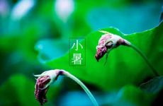 大暑节气的风俗及传统美食