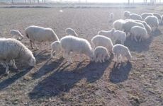 2026年属羊人过得很惨吗