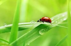 梦见看马戏团表演怎么回事 梦见看马戏团表演有什么预兆