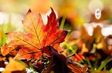 秋分的古诗词有哪些？秋分发朋友圈的句子大全