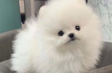 梦见政治游行 宗教游行周公解梦，梦见政治游行 宗教游行是什么意