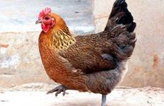 2005年属鸡人正缘出现时间