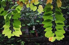 立秋节气的农事活动及传统美食