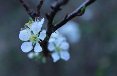 梦见父母死亡怎么回事 梦见父母死亡有什么预兆