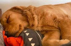 妈妈爸爸属狗生猪宝宝好不好