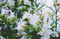 小满象征着人生什么 小满象征着人生哲学