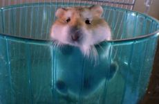 1978年属什么生肖属相 1978年是属什么生肖