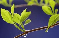 谷雨为什么要吃鸡蛋 养胃降火有利健康