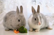 属虎和属兔的相冲吗?合不合婚配