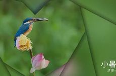 小暑节气的传统活动及传统美食