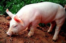 1995年属猪人2022年运势