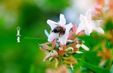 夏至为什么要吃馄饨 馄饨一吃,不长痱子
