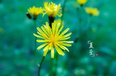 霸气的宠物名字