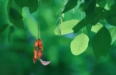 处暑节气的饮食习俗及养生技巧