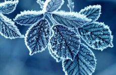 2021年是什么牛年 农历辛丑年 路途之牛