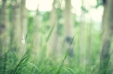 清明节可以在娘家过吗