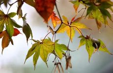 2022年立冬日出生的孩子是童子命吗？如何化解？