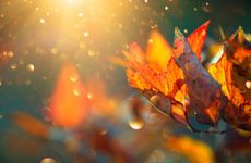 梦见被老虎追有什么寓意呢?