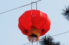 哪些人不适合请龙龟 龙龟适合什么人