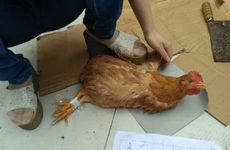 2023年属鸡冲太岁吗 2023年属鸡冲太岁怎么破解