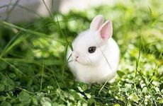 属鸡和属兔的怎么化解 兔鸡相冲的后果