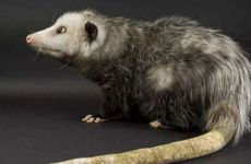 属鼠女人使用什么口红颜色招桃花