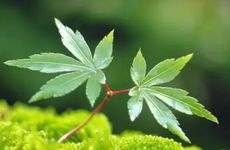 立春当天出生的命硬吗2024年 一般不是命硬之人