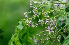 谷雨忌讳做什么呢？ 谷雨什么讲究